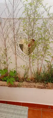 Jardín al aire libre en La Estrellita