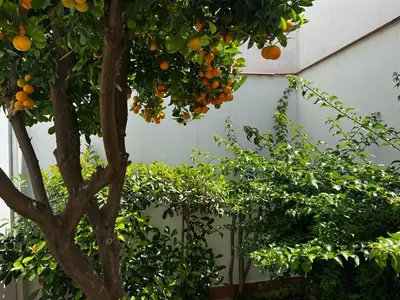 Plano de Acogedor apartamento junto a plaza de San Agustin