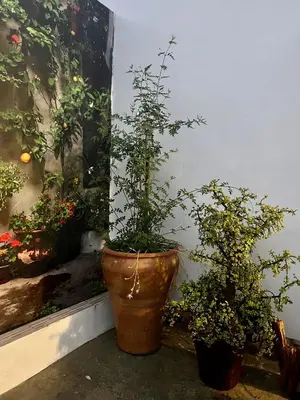 Jardín al aire libre en Casa rural Las Casillas