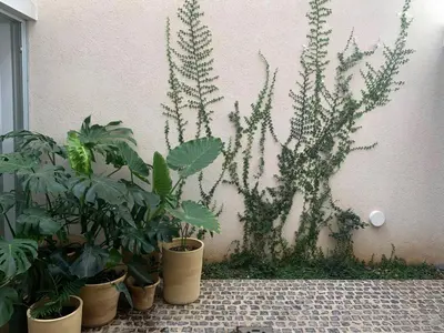 Jardín al aire libre en Design Apartment near City Center, Cool popular neighborhood