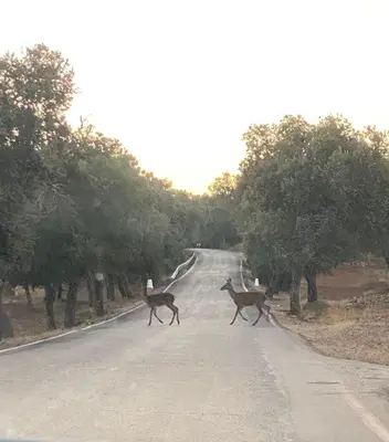 Animales en la casa o chalet o alrededores