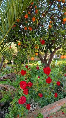 Jardín al aire libre en La Casita del Cactus - Casa de campo con piscina