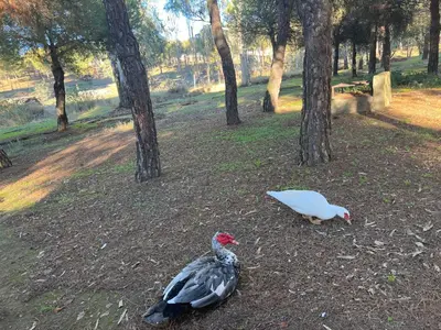 Animales en la casa o chalet o alrededores