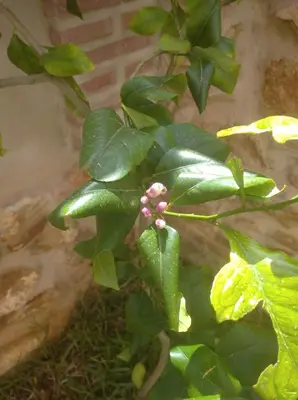 Jardín al aire libre en Casa Rural Sierra Guadalcanal