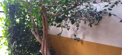 Plano de ALBORADA TRES