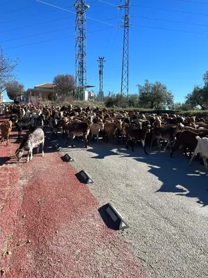 Animales en el apartamento o alrededores