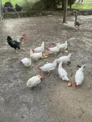 Animales en la casa o chalet o alrededores
