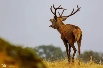 Animales en la casa o chalet o alrededores