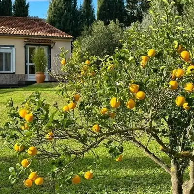 Casita Cacahuete