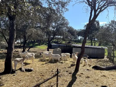 Animales en la casa o chalet o alrededores