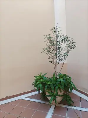Plano de Apartamento de Lux Sevilla Este