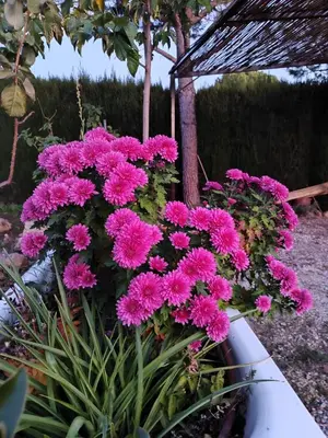 Jardín al aire libre en Aromas de Alcalá