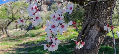 Jardín al aire libre en La Casa de Domingo