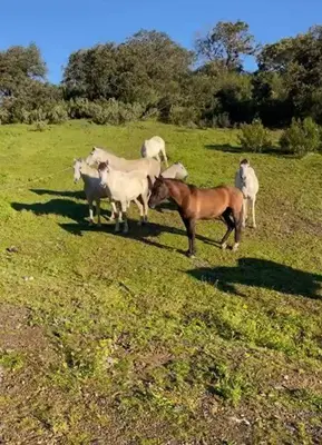 Animales en la villa o alrededores