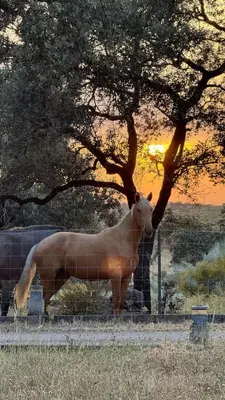 Animales en el apartamento o alrededores