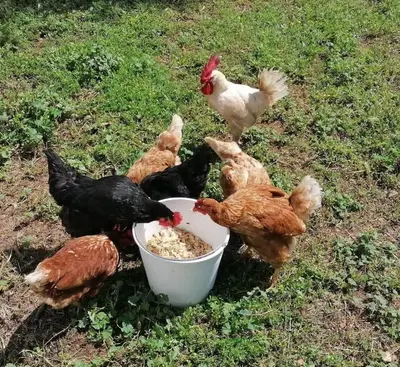 Animales en la casa o chalet o alrededores