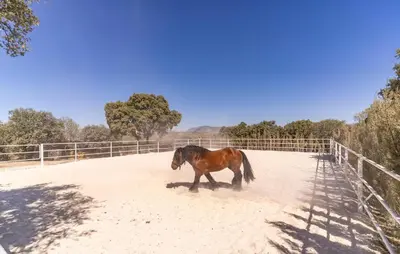 Animales en la casa o chalet o alrededores