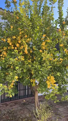 Jardín al aire libre en Casa el Pedroso - Villa Limones
