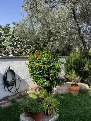 Jardín al aire libre en Casa el Pedroso - Villa Limones