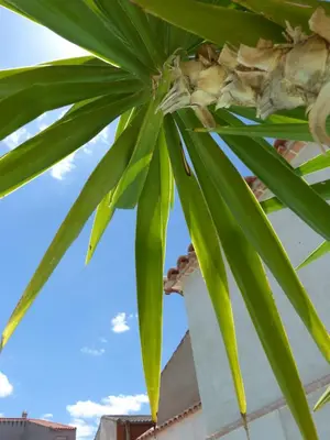 Plano de Hotel Rural Sisapo