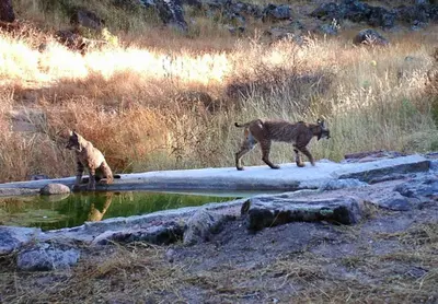 Animales en el hotel o alrededores