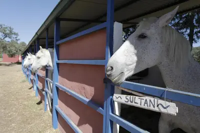 Animales en the country house o alrededores