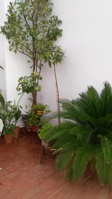 Jardín al aire libre en Patios con encanto