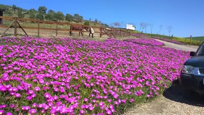 Paisaje cerca of this country house