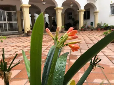 Jardín al aire libre en Casa De Los Espejos