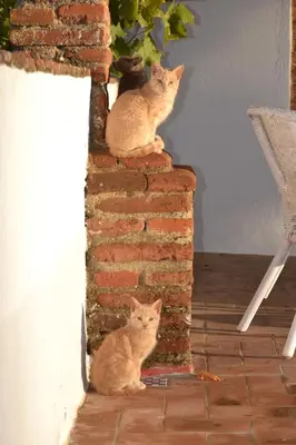 Mascotas con sus dueños en Las Navezuelas
