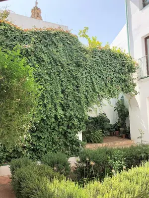 Jardín al aire libre en El 5 de la Hoguera