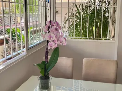 Plano de Apartamento con gran terraza jardín cerca del centro