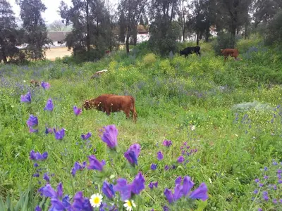 Animales en la villa o alrededores