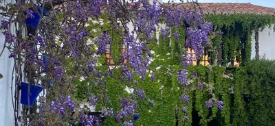 Jardín al aire libre en Hotel Rural las Cinco Ranas