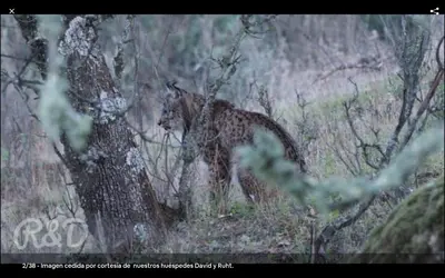 Animales en la casa o chalet o alrededores
