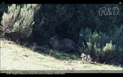 Animales en la casa o chalet o alrededores