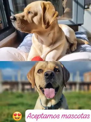 Mascotas con sus dueños en La Casa del Paseo