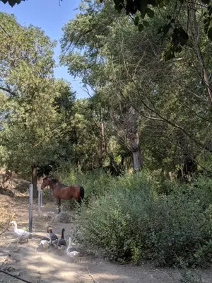 Animales en la casa o chalet o alrededores