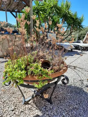 Jardín al aire libre en Hacienda La buena vida B&B en appartementen casita la bruja