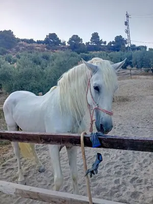 Animales en la casa o chalet o alrededores