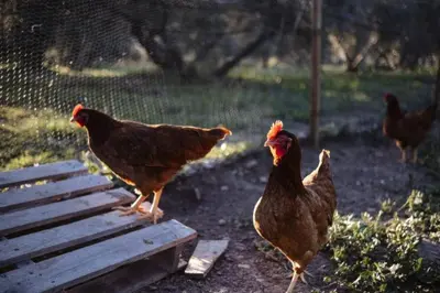 Animales en la casa o chalet o alrededores