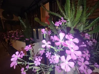 Jardín al aire libre en Casa Violeta