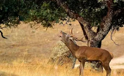 Animales en el apartamento o alrededores