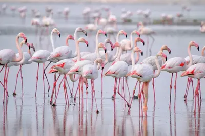 Animales en el apartamento o alrededores