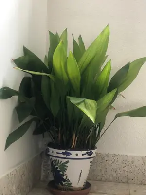 Plano de CASA AYARAN