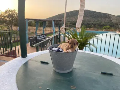 Mascotas con sus dueños en Cortijo Huerta Galindo