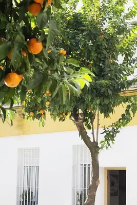 Plano de Apartamento COSTASOL