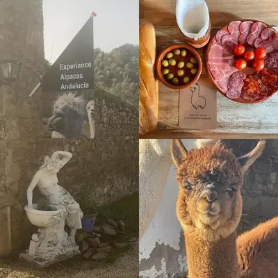 Experience Alpacas in Andalucia
